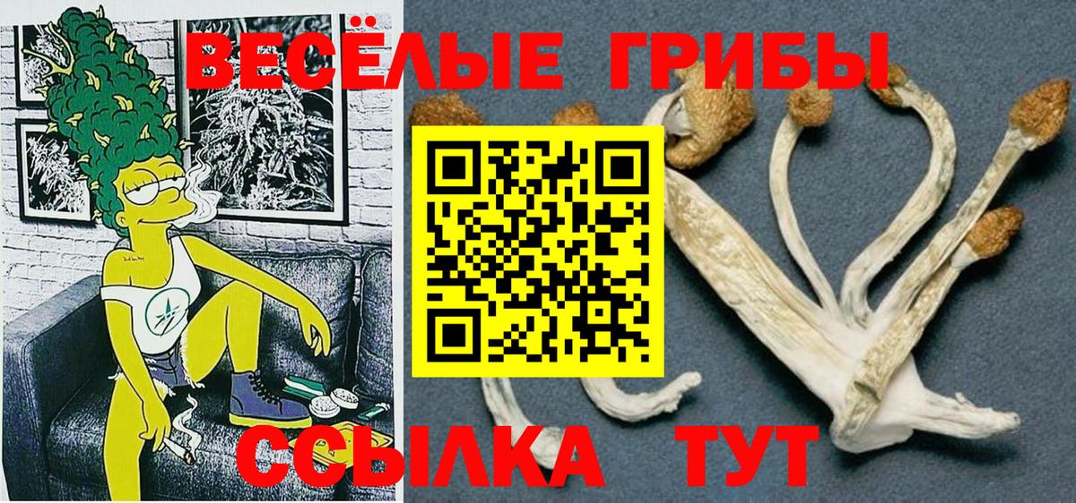 закладка  Новозыбков  Галлюциногенные грибы Psilocybe 